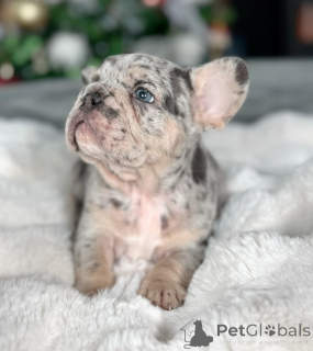 Photo №1. french bulldog - for sale in the city of Manchester | 800$ | Announcement № 145197