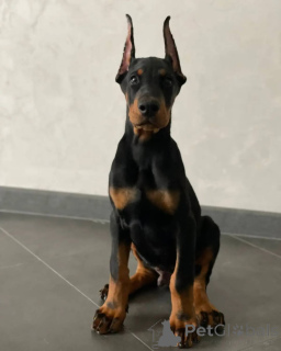 Photo №2 to announcement № 146463 for the sale of dobermann - buy in Germany private announcement