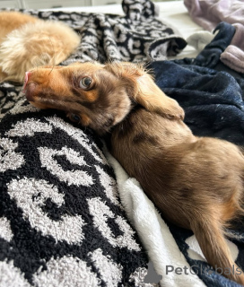 Photo №4. I will sell dachshund in the city of Helsinki. private announcement, from the shelter - price - 516$