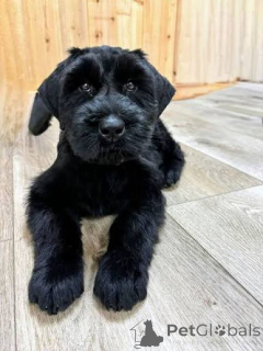 Photo №2 to announcement № 172798 for the sale of giant schnauzer - buy in Italy 