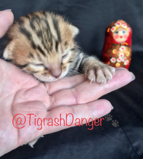 Photo №2 to announcement № 6665 for the sale of bengal cat - buy in Russian Federation 