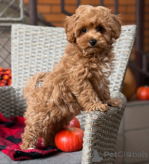 Photo №3. Beautiful inside and out Bellas got the looks, the love, and the sweetest little. Germany