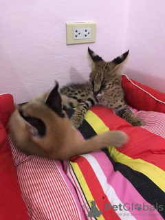 Additional photos: caracal kittens