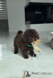 Photo №2 to announcement № 168720 for the sale of poodle (toy) - buy in Luxembourg 