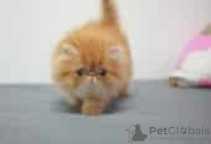 Photo №1. persian cat - for sale in the city of Berlin | Is free | Announcement № 126798