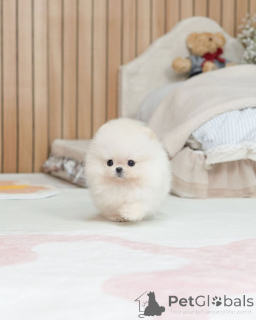Photo №1. pomeranian - for sale in the city of Beilngries | 250$ | Announcement № 173557