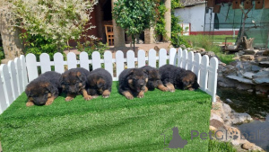 Photo №3. German Shepherd Dog Puppies. Serbia