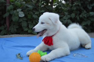 Photo №2 to announcement № 2938 for the sale of yakutian laika - buy in Russian Federation from nursery