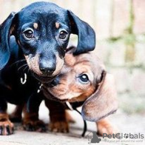 Photo №1. dachshund - for sale in the city of Hartford | 600$ | Announcement № 109912