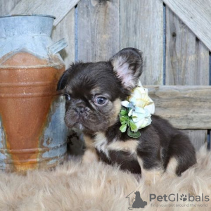 Photo №1. french bulldog - for sale in the city of Berlin | Is free | Announcement № 126729