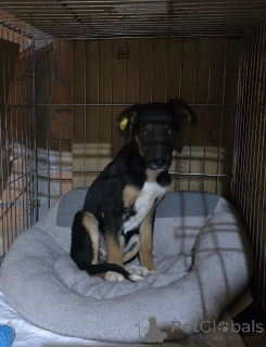 Photo №3. Exclusive breed MonkeyRrier. Russian Federation