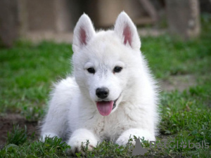 Photo №1. siberian husky - for sale in the city of Ниш | 282$ | Announcement № 128115