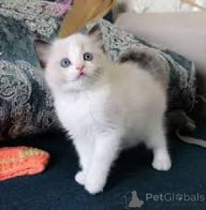 Photo №3. Myytävänä ragdoll-pentuja. Finland