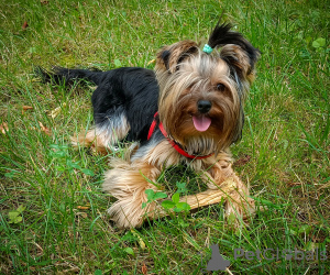 Photo №1. yorkshire terrier - for sale in the city of Częstochowa | negotiated | Announcement № 105750