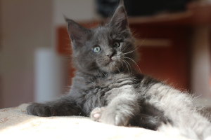 Photo №3. maine coon cat. Ukraine