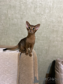 Photo №4. I will sell abyssinian cat in the city of Minsk. private announcement, from nursery - price - 642$
