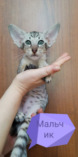 Photo №1. oriental shorthair - for sale in the city of Moscow | 157$ | Announcement № 2284