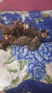 Photo №1. bengal cat - for sale in the city of Omsk | 177$ | Announcement № 4439