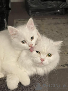 Photo №1. turkish angora - for sale in the city of Berlin | 350$ | Announcement № 125109