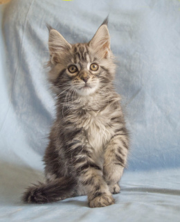 Photo №3. Maine Coon kitten. Belarus
