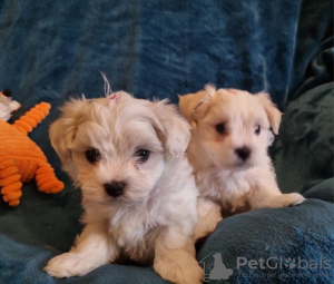 Photo №1. maltese dog - for sale in the city of Billnäs | 338$ | Announcement № 123472