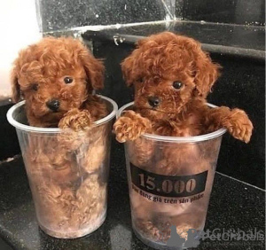 Photo №1. poodle (toy) - for sale in the city of Barcelona | negotiated | Announcement № 173366