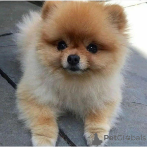 Photo №1. pomeranian - for sale in the city of Yerevan | negotiated | Announcement № 45299
