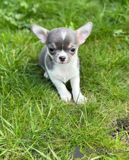 Photo №2 to announcement № 105229 for the sale of chihuahua - buy in Germany breeder