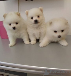 Photo №1. non-pedigree dogs - for sale in the city of Эспоо | Is free | Announcement № 110684