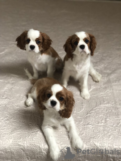 Photo №3. Puppies Cavalier King Charles Spaniel. Belarus