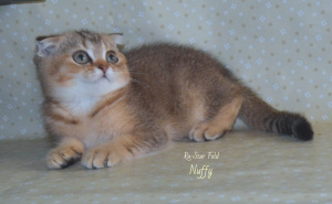 Photo №1. scottish fold - for sale in the city of Moscow | 246$ | Announcement № 3290