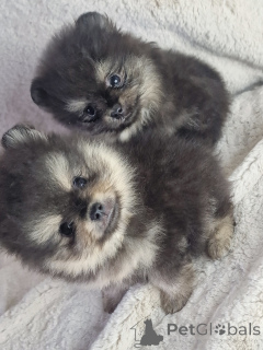 Photo №4. I will sell pomeranian in the city of Odessa. from nursery - price - 1032$