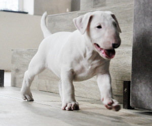 Photo №2 to announcement № 4579 for the sale of bull terrier - buy in Ukraine breeder