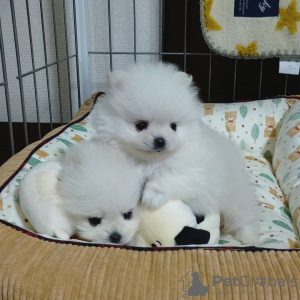 Additional photos: Продаются милые и игривые щенки Померанского шпица Симпатичные и игривые,