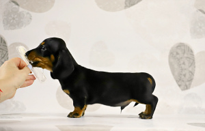 Photo №1. dachshund - for sale in the city of Voronezh | 325$ | Announcement № 5640