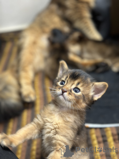 Additional photos: RuddySomali long haired kittens