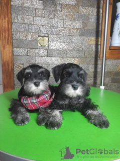 Photo №1. schnauzer - for sale in the city of Leskovac | negotiated | Announcement № 65931