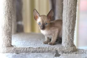 Photo №3. Cornish Rex kittens te koop. Netherlands