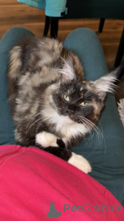 Photo №3. Hermosos gatitos Maine coon para adopción. Spain