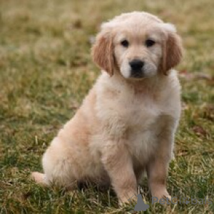 Photo №4. I will sell golden retriever in the city of Munich. private announcement - price - 413$