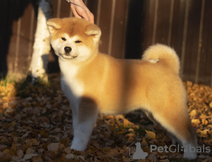 Photo №2 to announcement № 13643 for the sale of akita - buy in Russian Federation from nursery, breeder