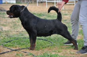 Photo №2 to announcement № 4913 for the sale of rottweiler - buy in Algeria breeder