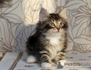 Photo №2 to announcement № 108614 for the sale of norwegian forest cat - buy in United States private announcement