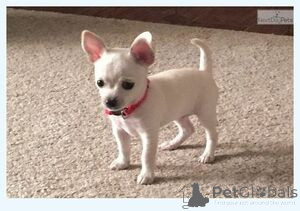 Photo №1. chihuahua - for sale in the city of Balta | 413$ | Announcement № 172669