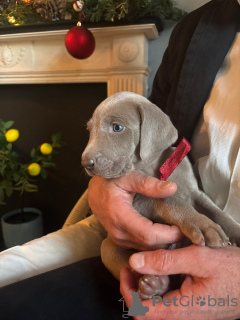 Photo №3. Lady Dzidzia. Poland