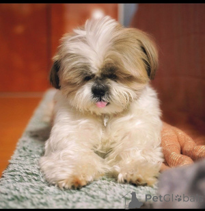 Photo №3. Joyful Male and female Yorkie puppies for sale. Thailand