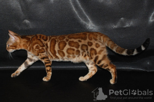 Photo №3. Bengal kittens.. Russian Federation