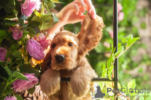 Photo №1. english cocker spaniel - for sale in the city of Minsk | 1585$ | Announcement № 62918