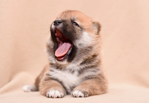 Photo №2 to announcement № 4006 for the sale of shiba inu - buy in Russian Federation breeder