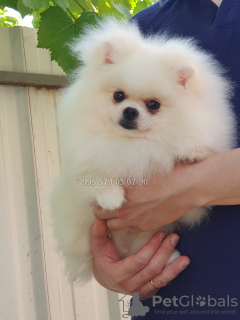 Photo №3. White Spitz boo, boy. We offer to buy.. Georgia